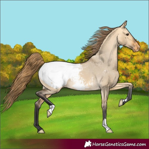 Horse Color:Buckskin Dun Appaloosa 