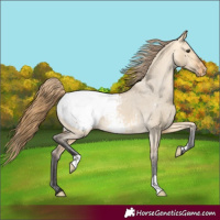 Horse Color:Buckskin Dun Appaloosa 