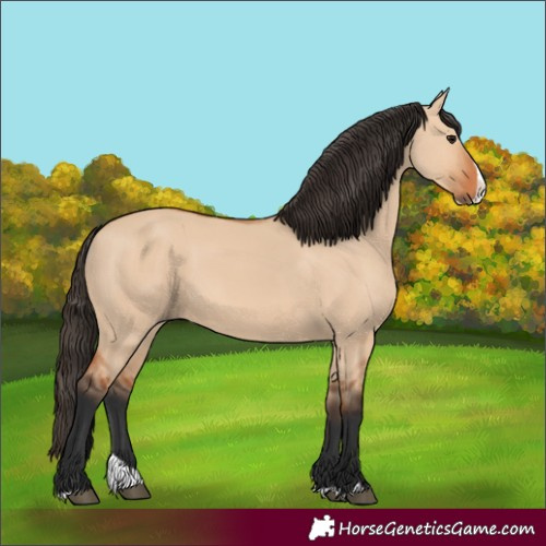 Horse Color:Bay Dun Splash 