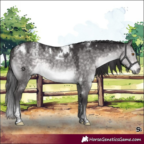 Horse Color:Powder White Platinum White Spotted Buckskin Dun Rabicano 