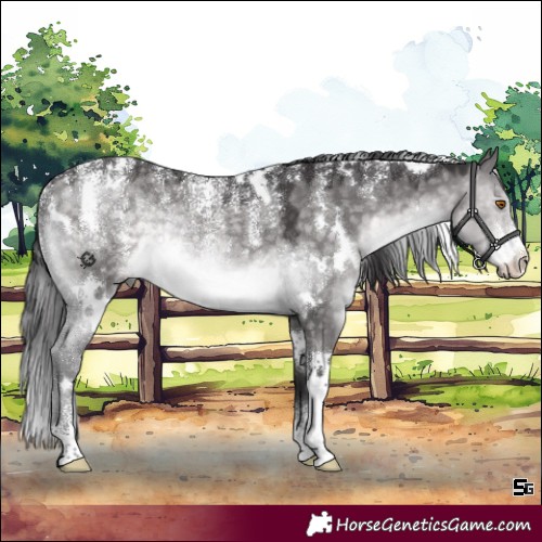 Horse Color:Powder White Platinum White Spotted Buckskin Dun Rabicano 