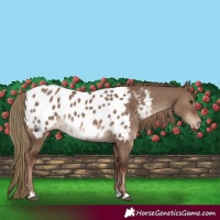 Horse Color:Liver Red Dun Blanket Rabicano 
