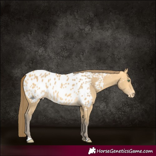 Horse Color:Amber Cream Champagne Appaloosa 