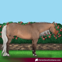 Horse Color:Silver Brown Dun 