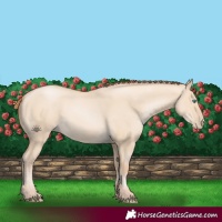 Horse Color:Smoky Grullo Pearl 