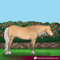 Horse Color:Silver Buckskin Rabicano 