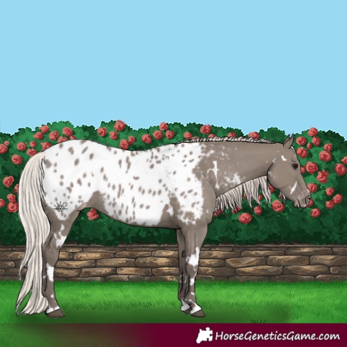 Horse Color:White Spotted Silver Grullo Appaloosa Rabicano 