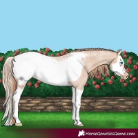 Horse Color:Red Dun Roan Splash Frame Snowcap 