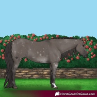 Horse Color:Smoky Grullo 