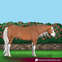Horse Color:White Spotted Silver Bay Splash Varnish 