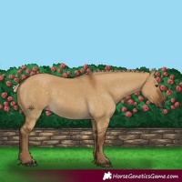 Horse Color:Chocolate Palomino Dun 