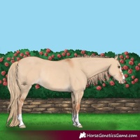 Horse Color:Red Dun Varnish Rabicano 