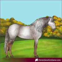 Horse Color:Gray Chestnut 