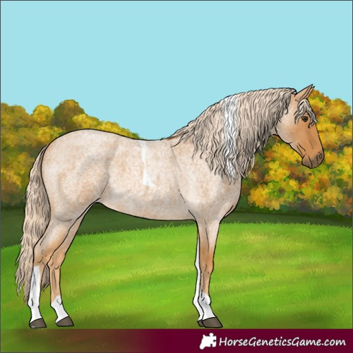Horse Color:Palomino Roan Tobiano 