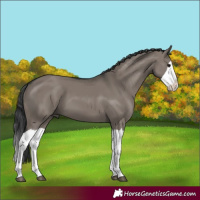 Horse Color:Grullo Splash 