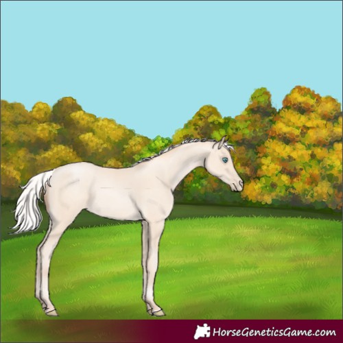 Horse Color:Unknown 