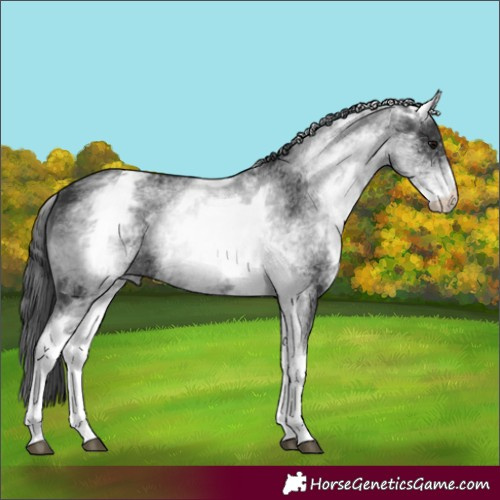 Horse Color:White Spotted Black 