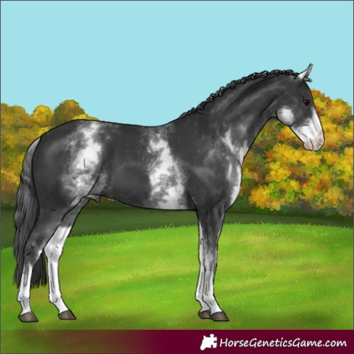 Horse Color:White Spotted Black 