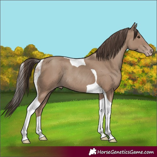 Horse Color:Classic Champagne Tobiano Rabicano 