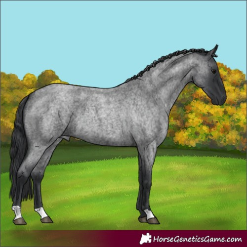 Horse Color:Blue Roan 