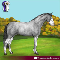 Horse Color:Blue Roan Splash Frame 