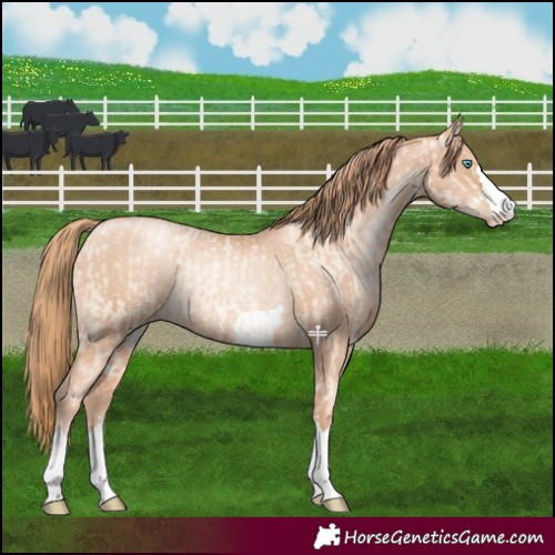 Horse Color:Gold Champagne Pearl Dun Rabicano  and Gold Champagne Pearl Dun Rabicano 