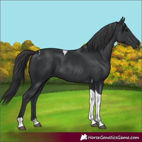 Horse Color:Black Tobiano