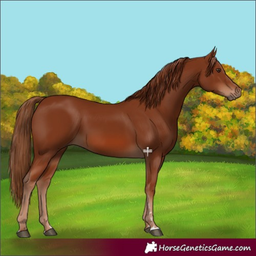 Horse Color:Chestnut Rabicano 