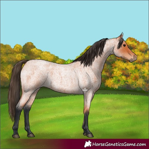 Horse Color:Bay Roan Rabicano 
