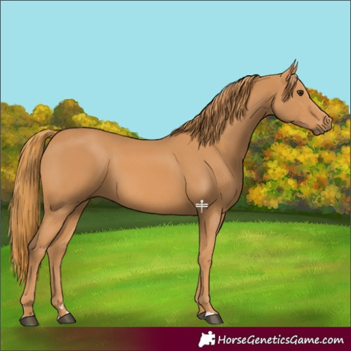 Horse Color:Chestnut Rabicano 