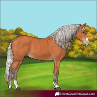 Horse Color:Silver Bay 