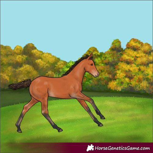 Horse Color:Bay Rabicano 
