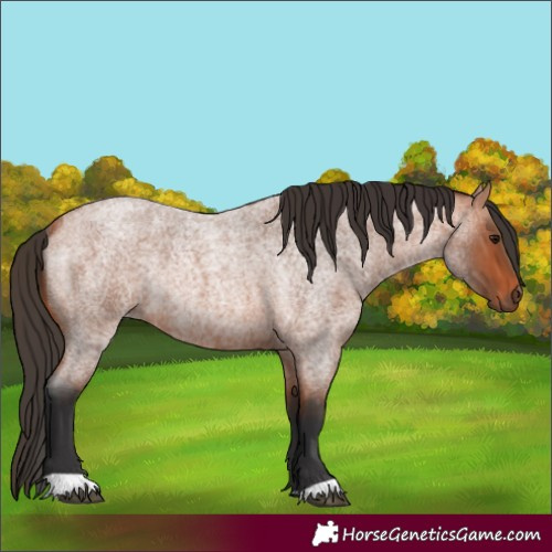 Horse Color:Bay Roan Rabicano