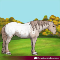 Horse Color:Classic Champagne Snowcap
