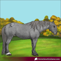 Horse Color:Black Varnish 