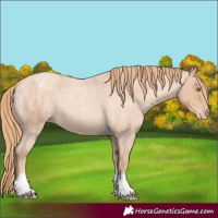 Horse Color:Gold Champagne Roan Varnish