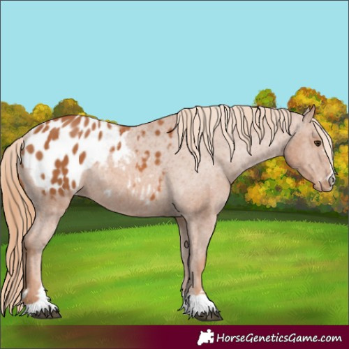 Horse Color:Chestnut Blanket Rabicano 