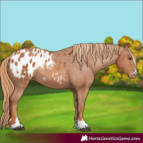 Horse Color:Chestnut Appaloosa Rabicano