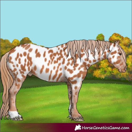 Horse Color:Chestnut Near Leopard 