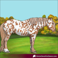 Horse Color:Chestnut Near Leopard 