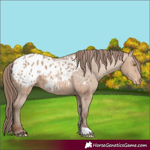 Horse Color:Amber Champagne Blanket 
