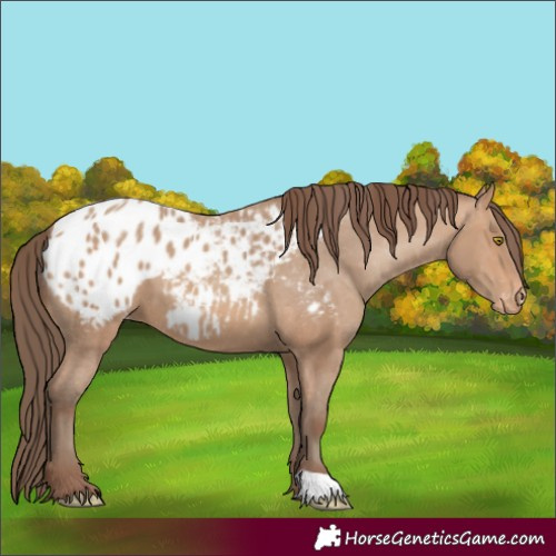 Horse Color:Amber Champagne Appaloosa