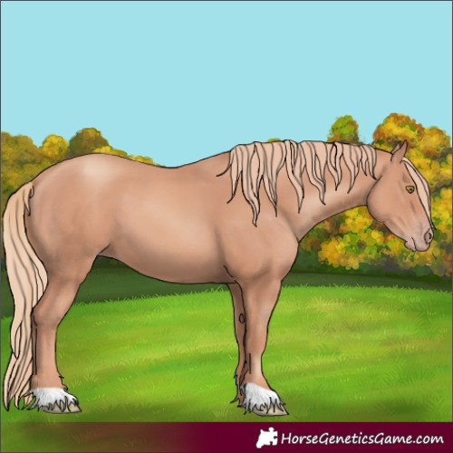 Horse Color:Gold Champagne
