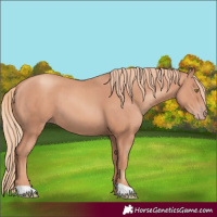 Horse Color:Gold Champagne 
