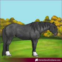 Horse Color:Black Varnish 
