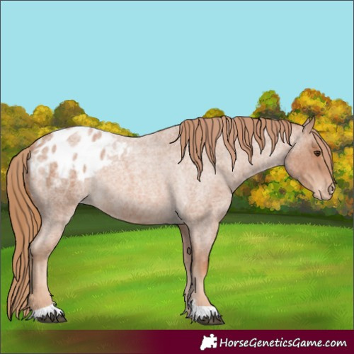 Horse Color:Red Roan Appaloosa 