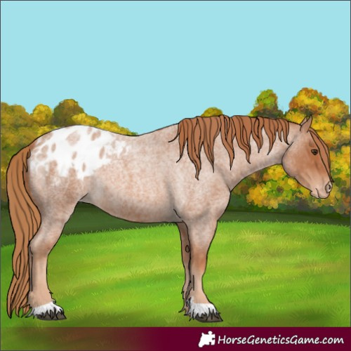 Horse Color:Red Roan Appaloosa 