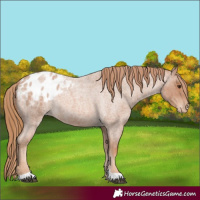 Horse Color:Red Roan Varnish