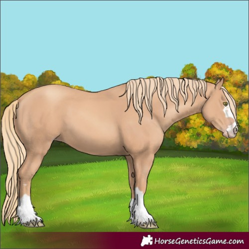 Horse Color:Gold Champagne