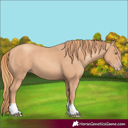 Horse Color:Gold Champagne 